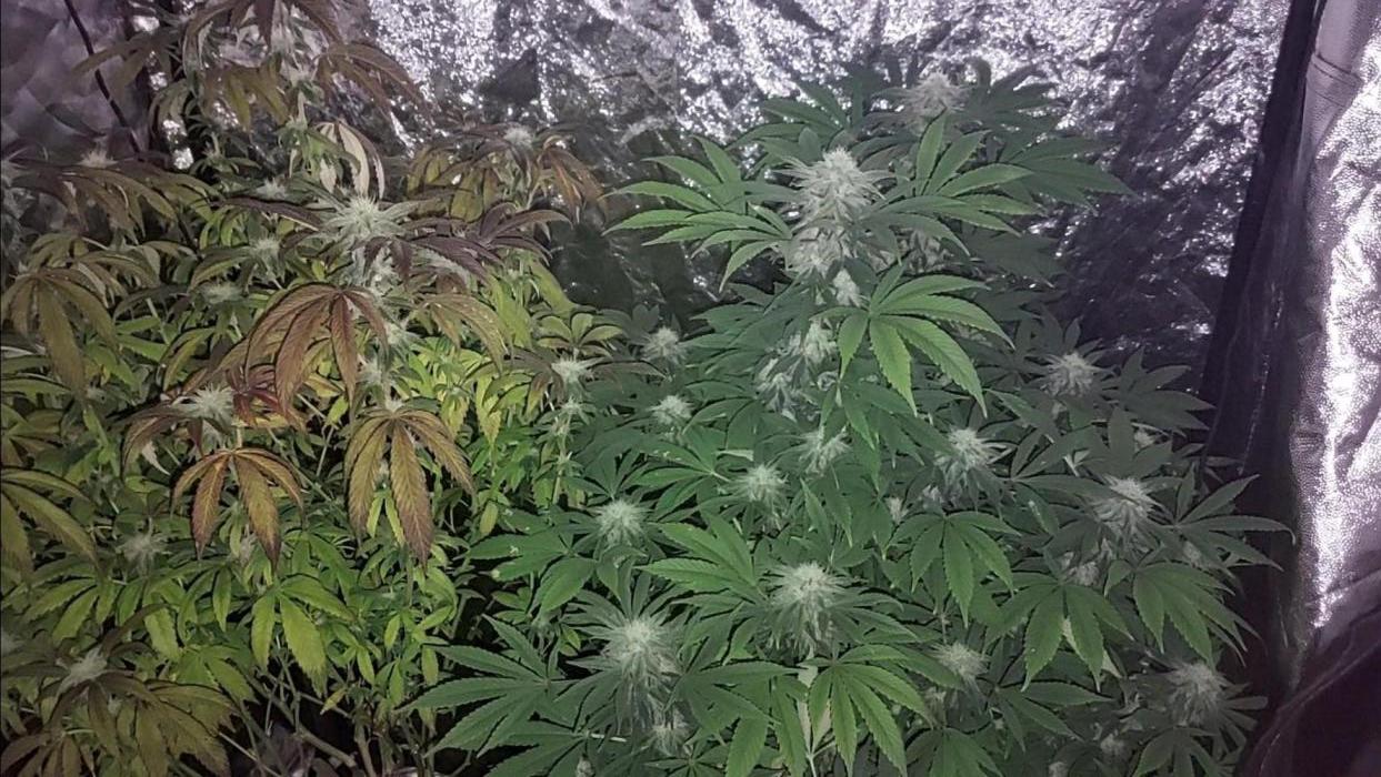 Rettungsaktion Gratissteckis 5Monate. Week 4