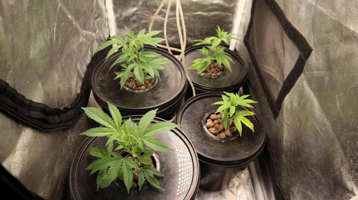 Maliboo Skunk CBD. Week 2