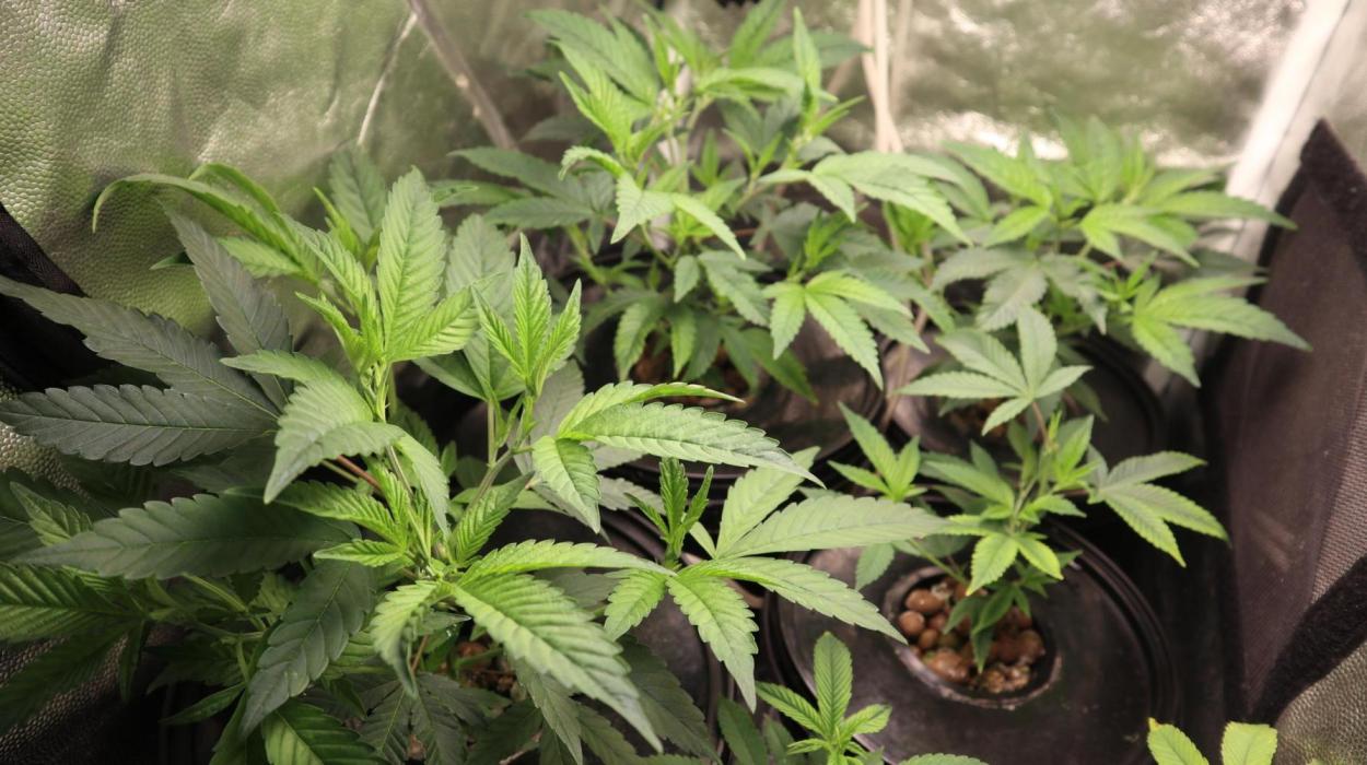 Maliboo Skunk CBD. Week 3