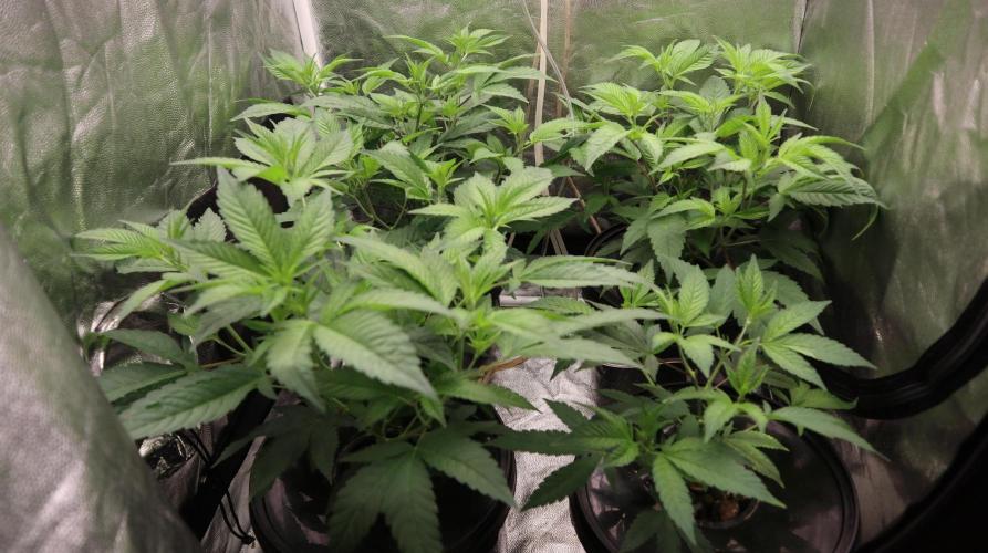 Maliboo Skunk CBD. Week 4