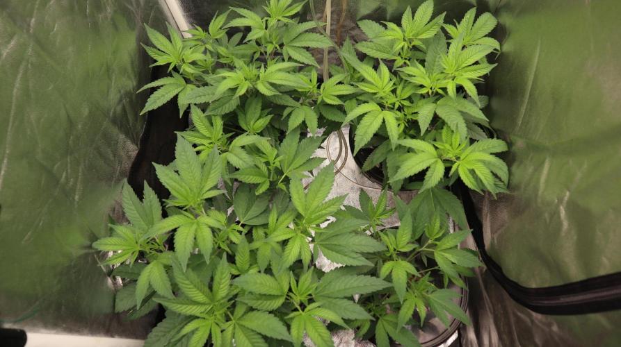 Maliboo Skunk CBD. Week 4