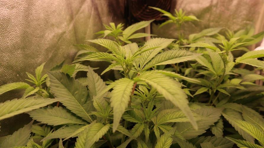 Maliboo Skunk CBD. Week 5 - start flowering first week ... maliboo grow up 5 cm per week after swith