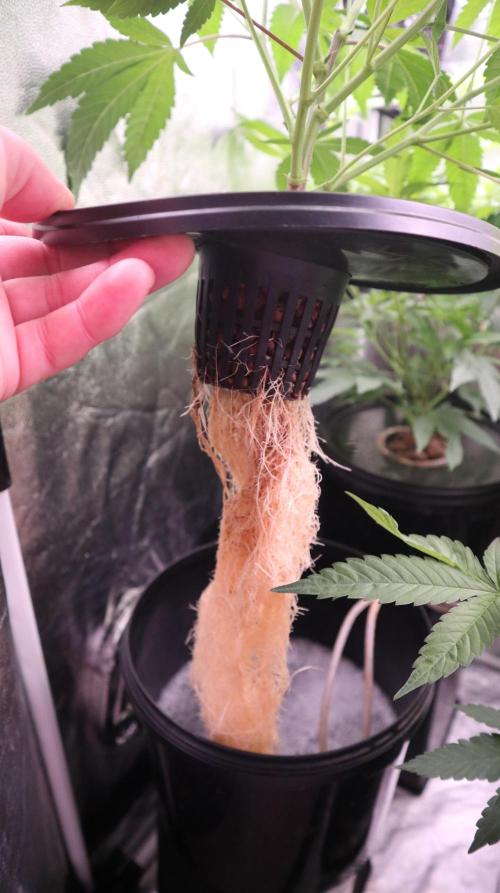 Maliboo Skunk CBD. Week 5 - root still grow healthy