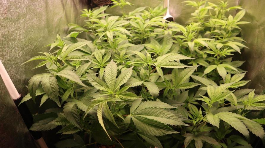 Maliboo Skunk CBD. Week 5 - maximum space 