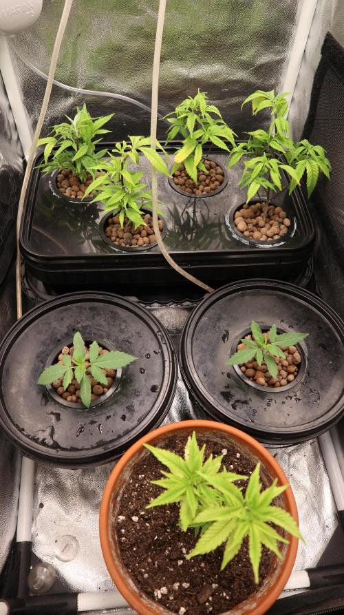 Maliboo Skunk CBD. Week 5 - new babies to next grow
