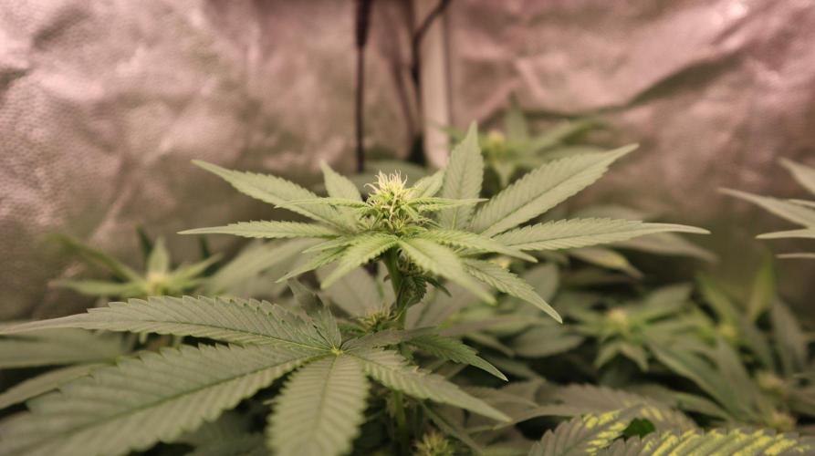 Maliboo Skunk CBD. Week 6 - cbd buds : ) 