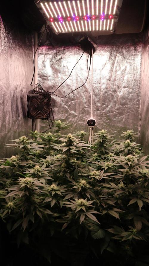 Maliboo Skunk CBD. Week 7