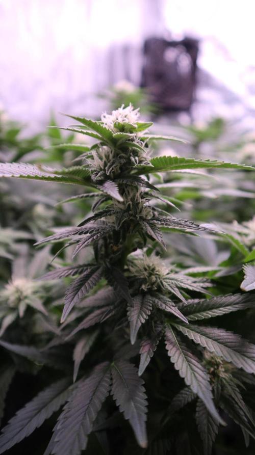 Maliboo Skunk CBD. Week 7