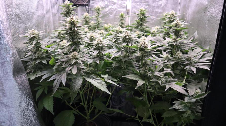 Maliboo Skunk CBD. Week 8 - view into the 60x60 box