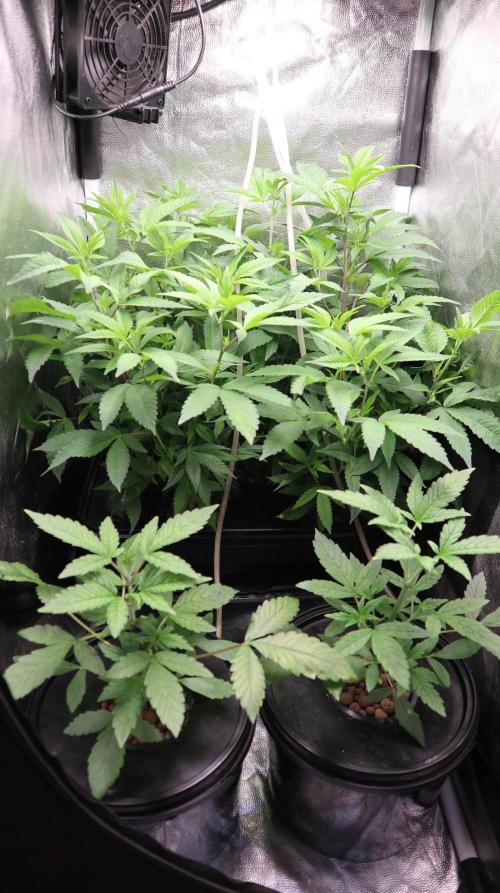 Maliboo Skunk CBD. Week 8 - babies for the next round in second 40x60 box