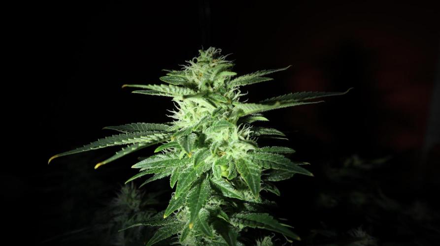 Maliboo Skunk CBD. Week 8 - they start to dew