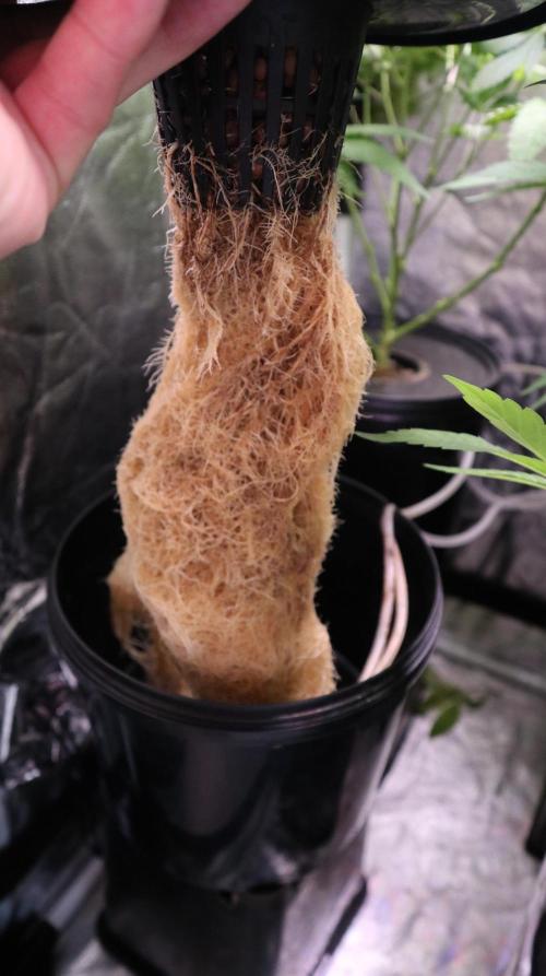 Maliboo Skunk CBD. Week 8 - roots : ) they are a little brown from b 52