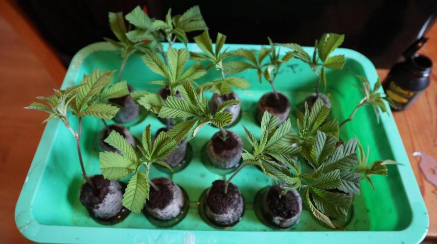 Maliboo Skunk CBD. Week 9 - new cuts for next grow