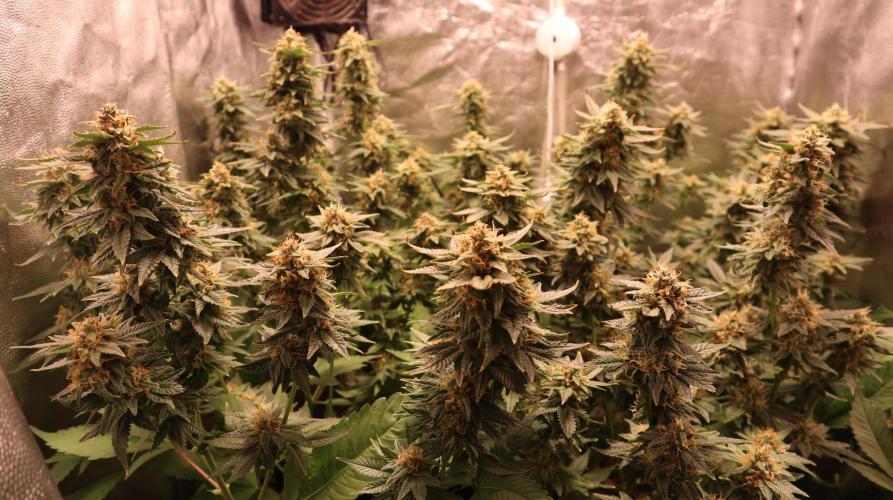 Maliboo Skunk CBD. Week 9 - we going to final 