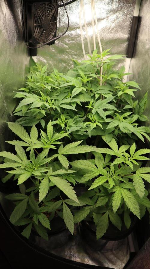 Maliboo Skunk CBD. Week 9 - plants for next round :) 