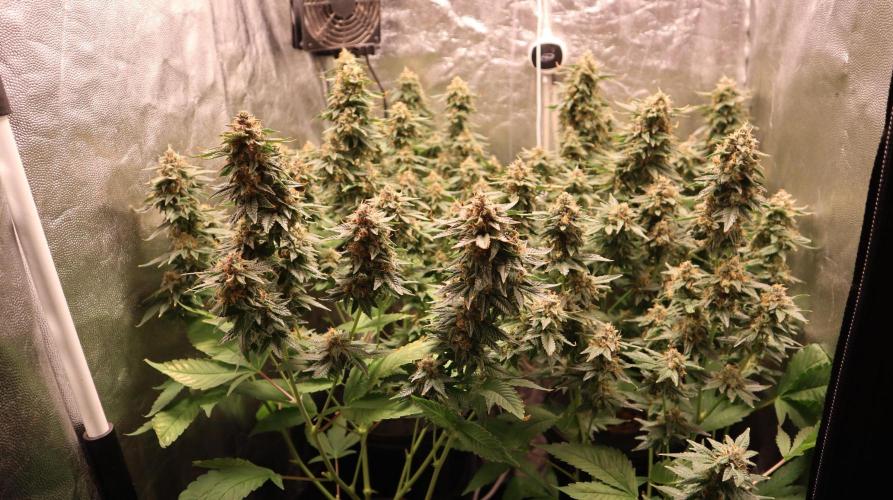 Maliboo Skunk CBD. Week 10 - The buds are heavier than last week