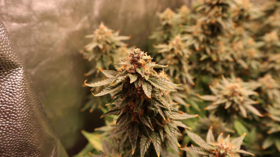 Maliboo Skunk CBD. Week 10 - tops go purple