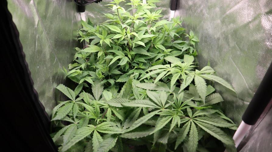 Maliboo Skunk CBD. Week 10 - The flowers for the next round are ready.