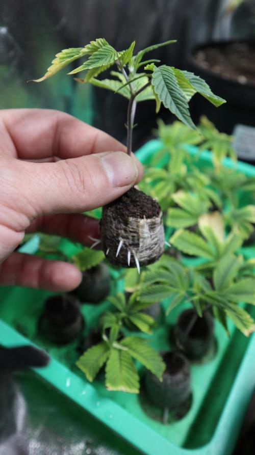 Maliboo Skunk CBD. Week 10 - Last week's babies have taken root.