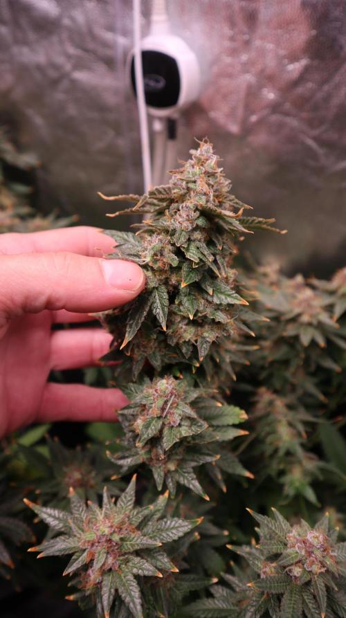 Maliboo Skunk CBD. Week 11 - buds are realy hard with fruity smell 