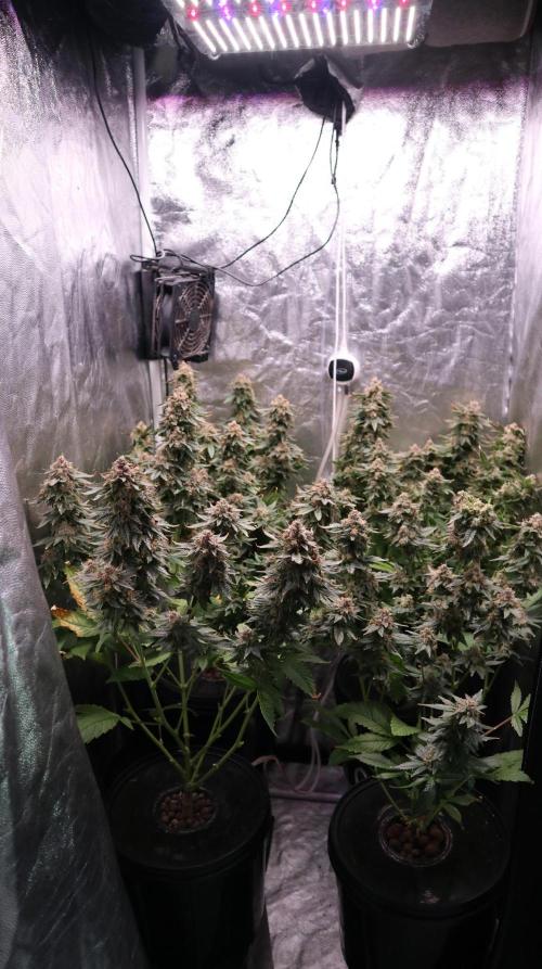 Maliboo Skunk CBD. Week 11
