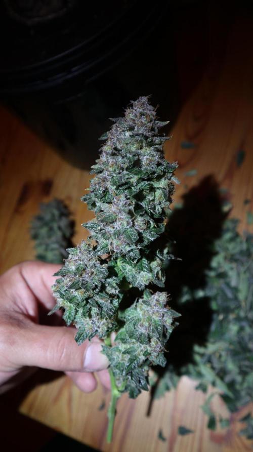 Maliboo Skunk CBD. Week 12 - harvest