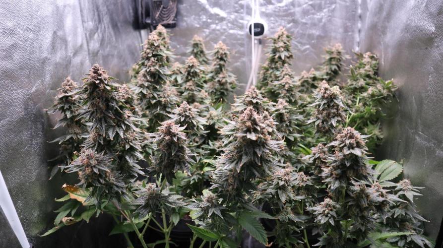 Maliboo Skunk CBD. Week 12 - last view befor cut