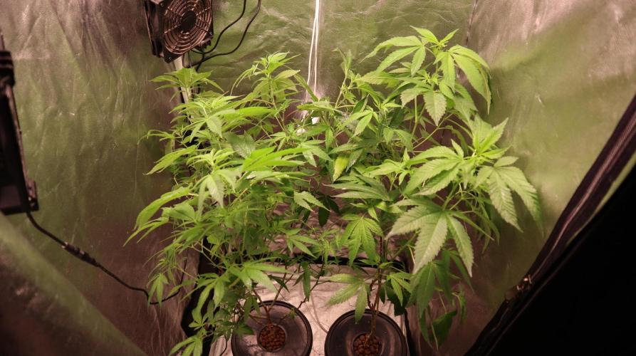 Maliboo Skunk CBD round 2. Week 9