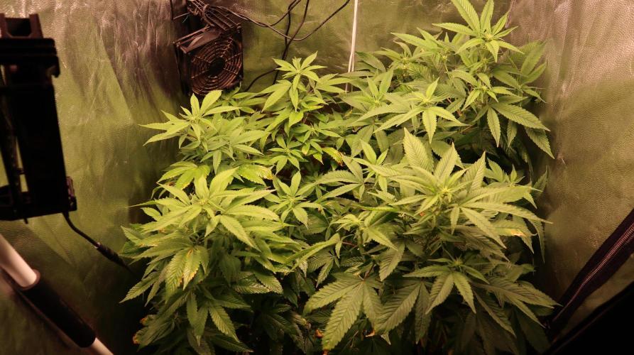 Maliboo Skunk CBD round 2. Week 10