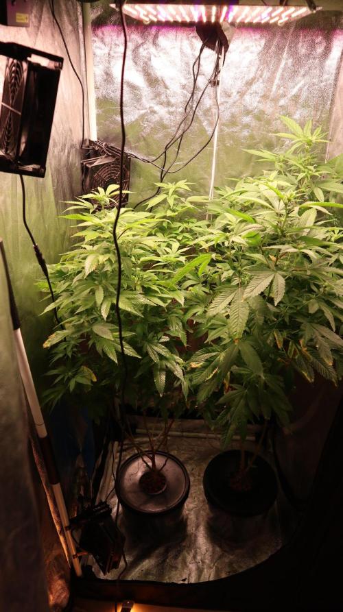 Maliboo Skunk CBD round 2. Week 10