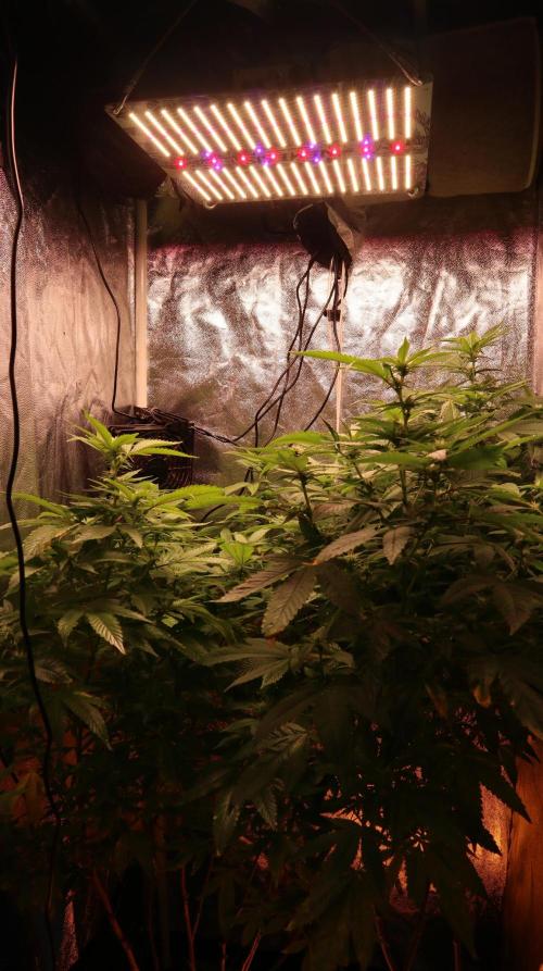 Maliboo Skunk CBD round 2. Week 11