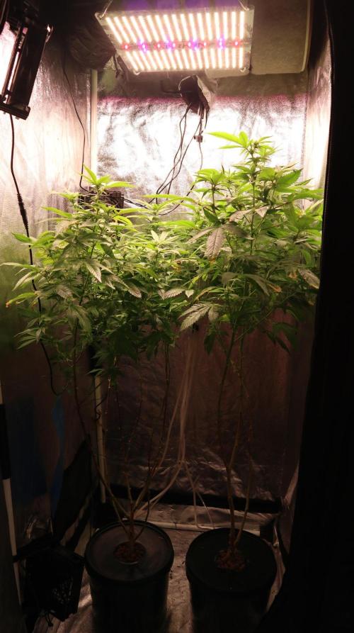 Maliboo Skunk CBD round 2. Week 11 - after defoliation