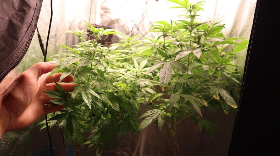 Maliboo Skunk CBD round 2. Week 11