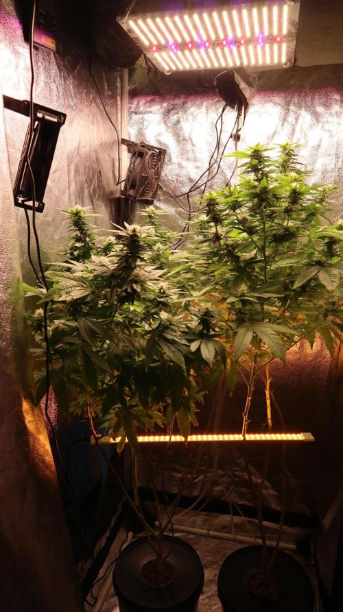 Maliboo Skunk CBD round 2. Week 12