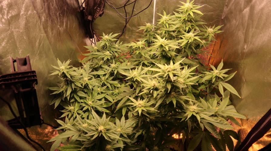 Maliboo Skunk CBD round 2. Week 12