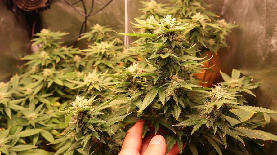 Maliboo Skunk CBD round 2. Week 13