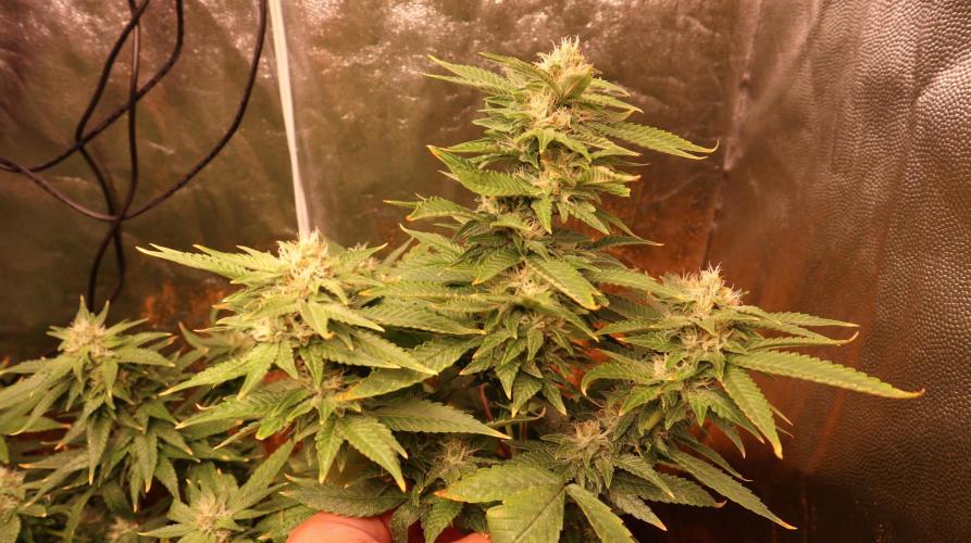 Maliboo Skunk CBD round 2. Week 13