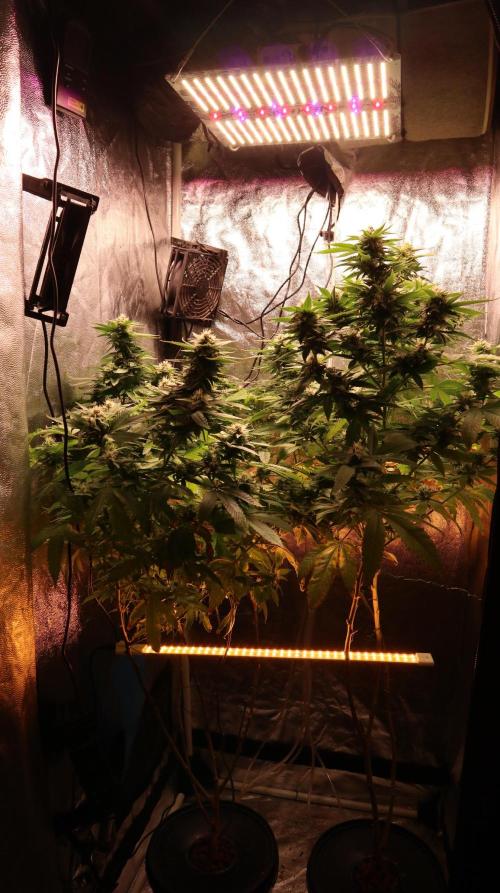 Maliboo Skunk CBD round 2. Week 13