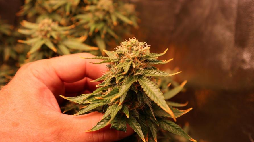 Maliboo Skunk CBD round 2. Week 14