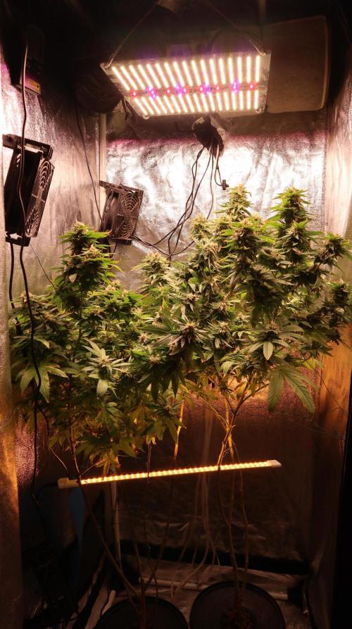 Maliboo Skunk CBD round 2. Week 14