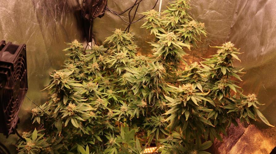 Maliboo Skunk CBD round 2. Week 14