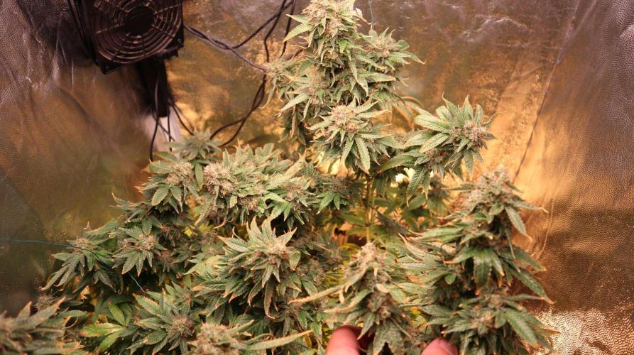 Maliboo Skunk CBD round 2. Week 15
