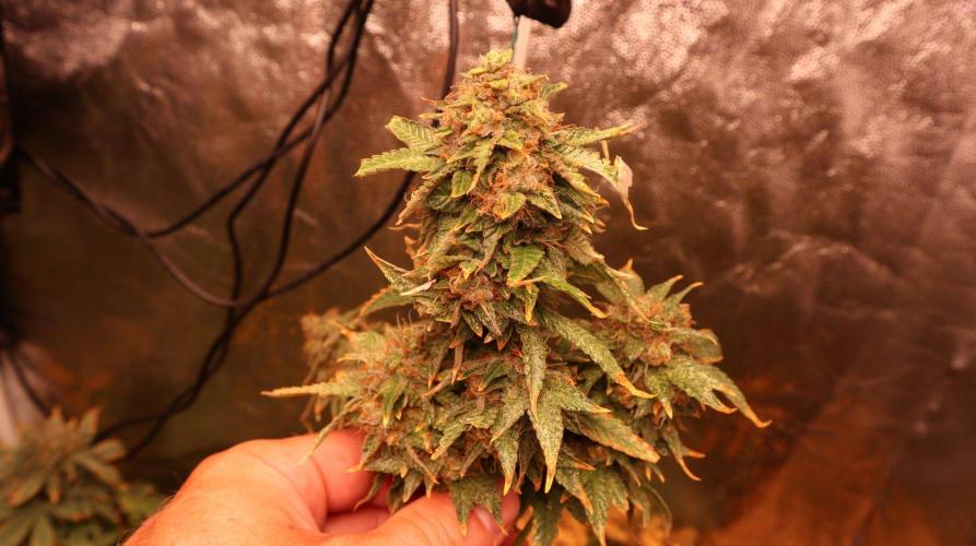 Maliboo Skunk CBD round 2. Week 15