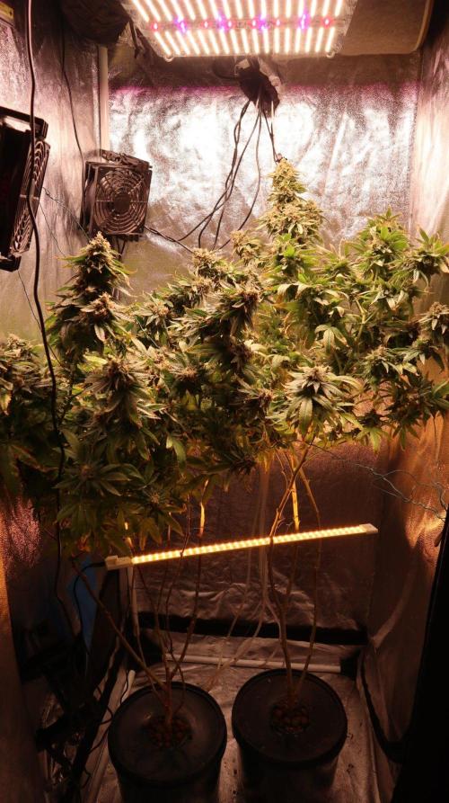 Maliboo Skunk CBD round 2. Week 15