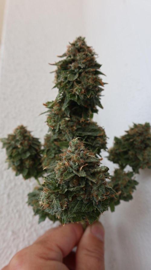 Maliboo Skunk CBD round 2. Week 16