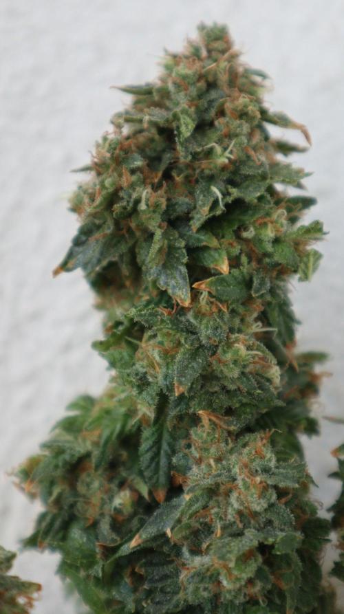 Maliboo Skunk CBD round 2. Week 16