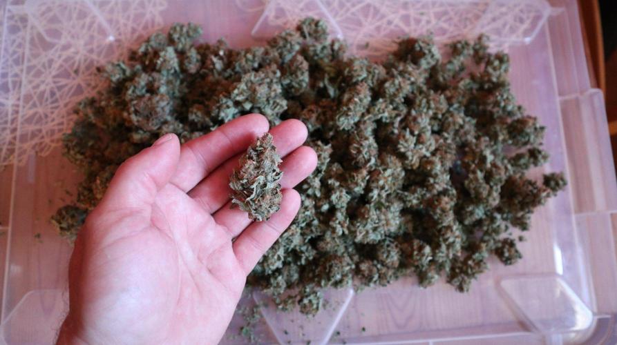 Maliboo Skunk CBD round 2. Week 16 - Dried, 135g of buds with a tangerine aroma.
