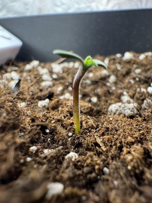 Brain Swirl Genetics Fem. Week 1 - 11 Jan