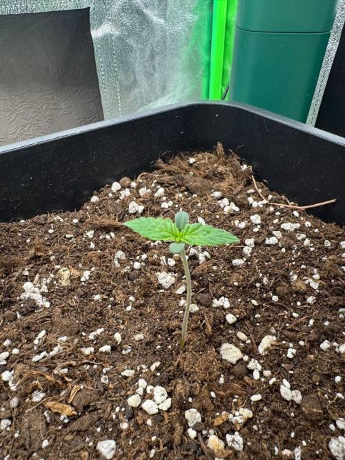 Brain Swirl Genetics Fem. Week 1 - 15 Jan