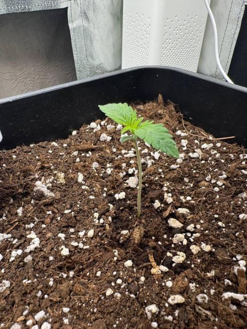 Brain Swirl Genetics Fem. Week 1 - 16 Jan